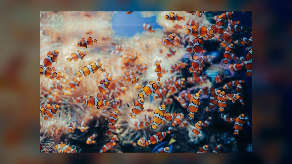 How to cycle a saltwater aquarium without using live rock — figure 7