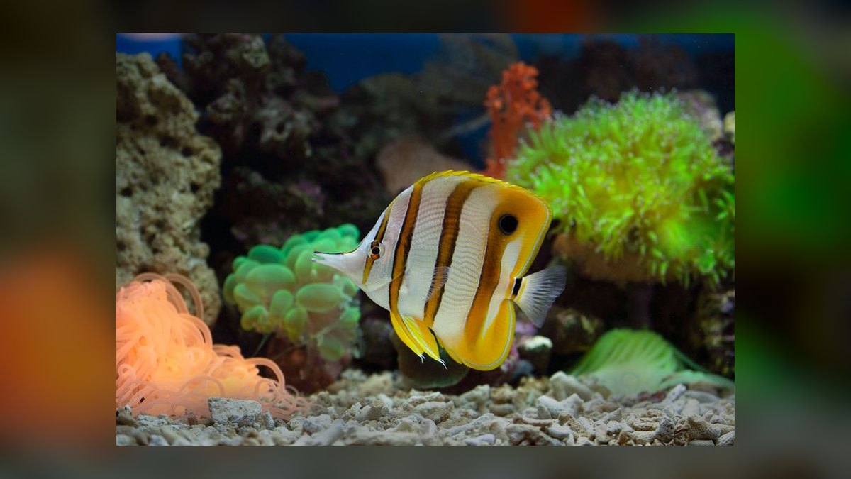 How to cycle a saltwater aquarium without using live rock — figure 8