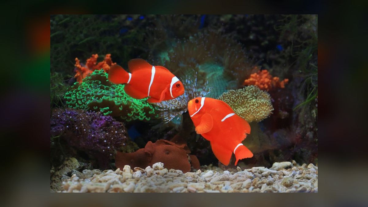 How to cycle a saltwater aquarium without using live rock — figure 9