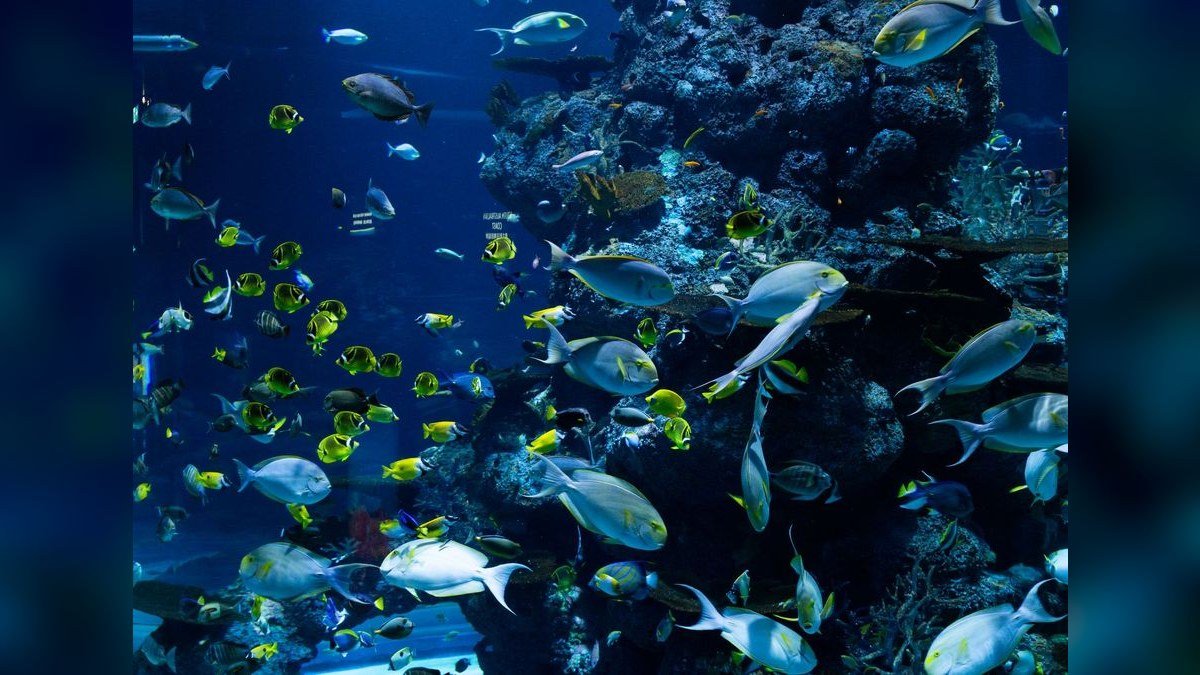 How to cycle a saltwater aquarium without using live rock?