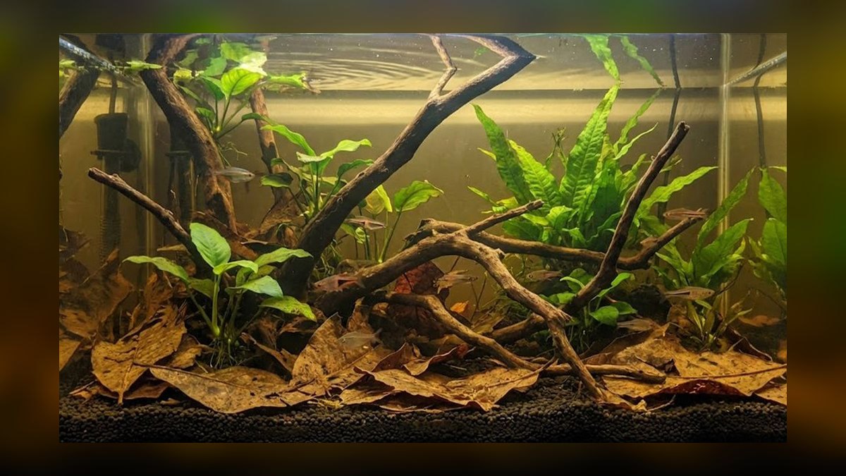 Why is my aquarium pH dropping overnight and how to prevent it — figure 1