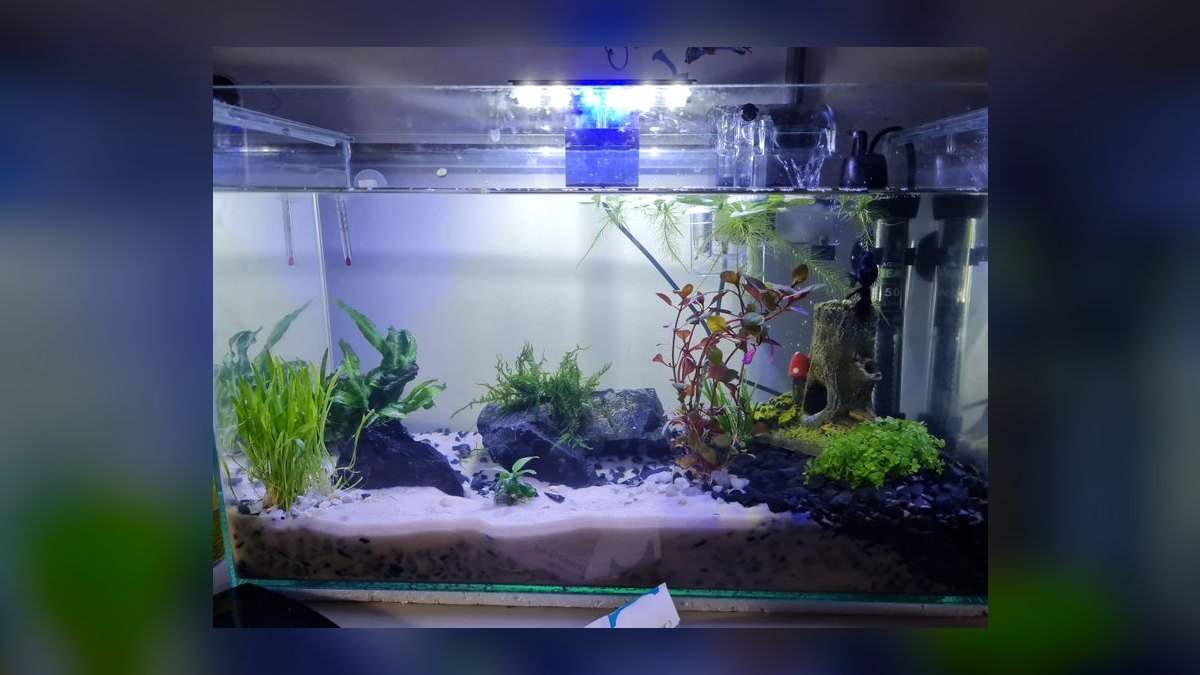 Why is my aquarium pH dropping overnight and how to prevent it — figure 2