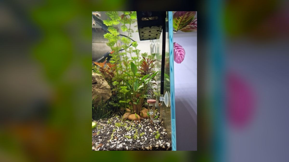 Why is my aquarium pH dropping overnight and how to prevent it — figure 5