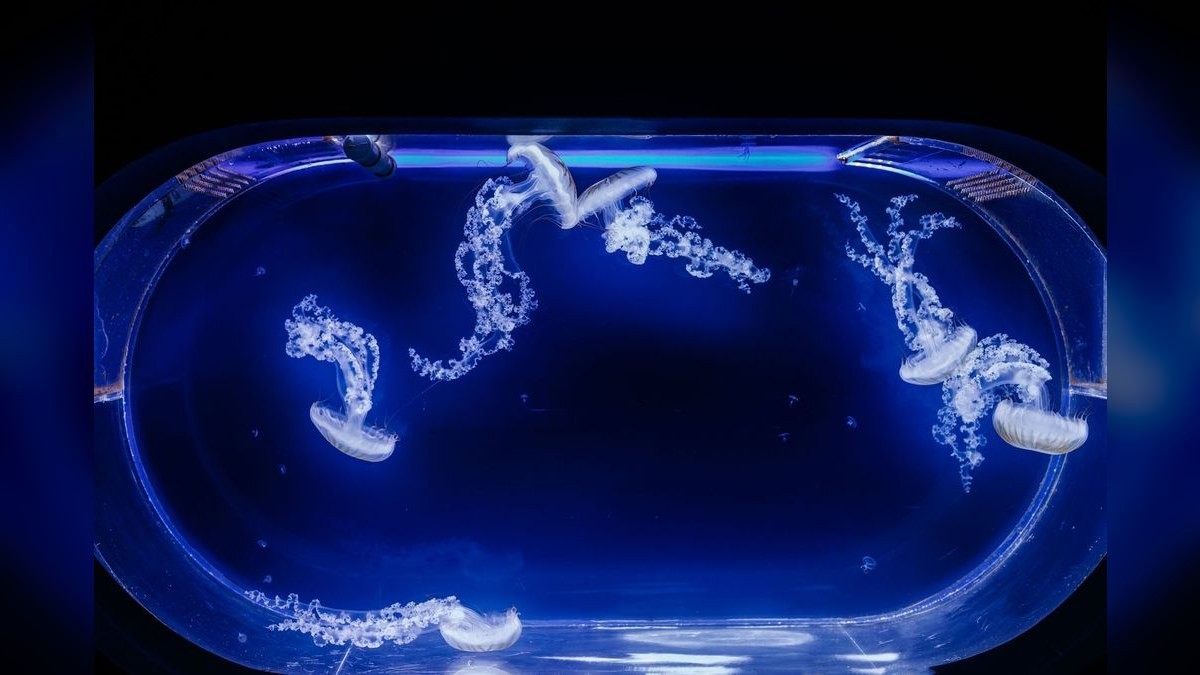 Why is my aquarium pH dropping overnight and how to prevent it?