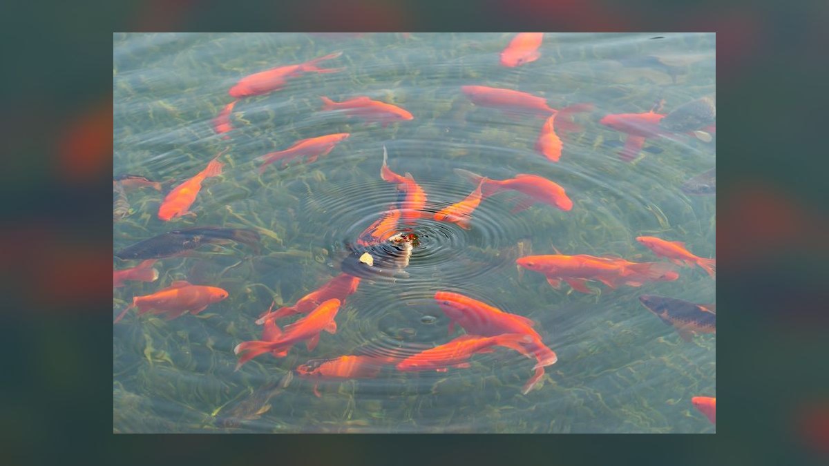 Best automatic fish feeder for pelleted food that doesn't clog or overfeed — figure 10