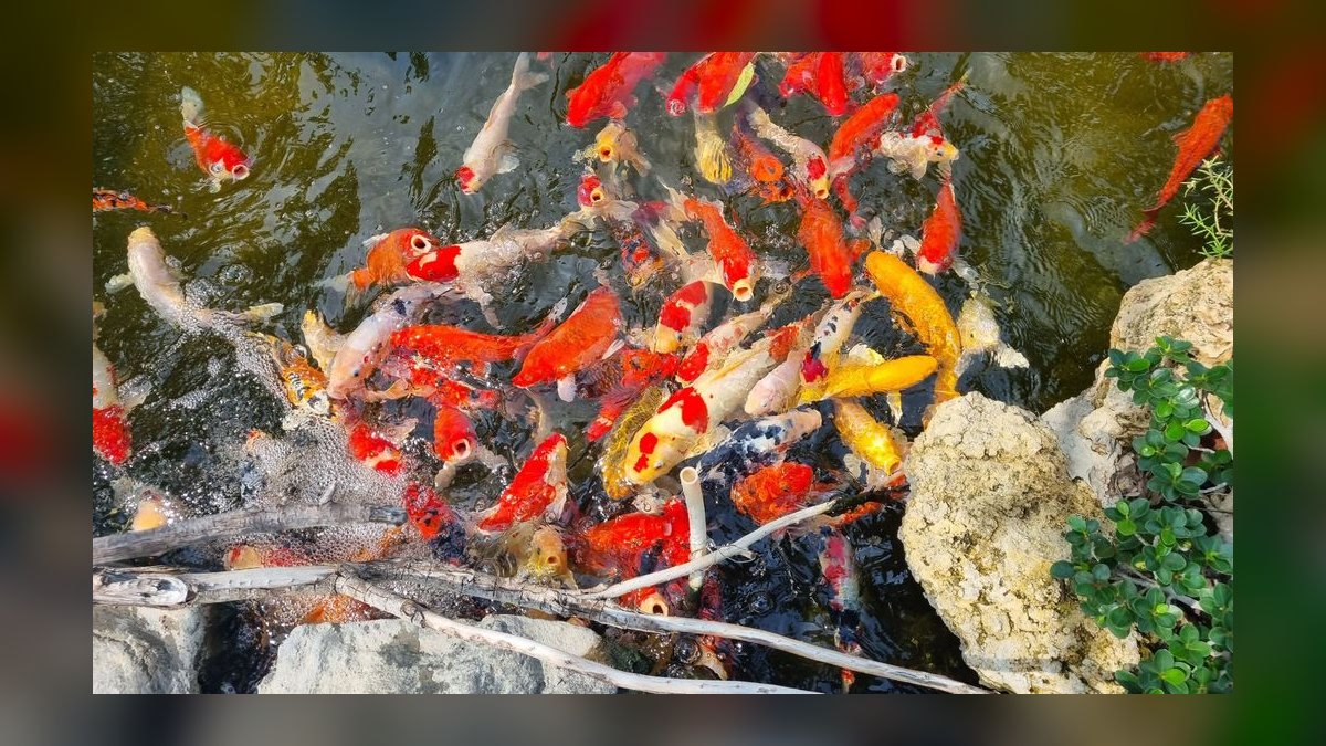 Best automatic fish feeder for pelleted food that doesn't clog or overfeed — figure 7