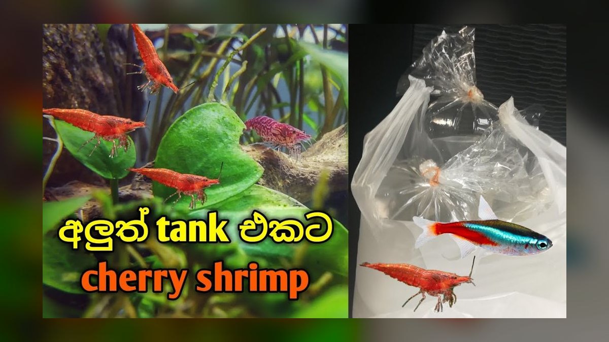 Can cherry shrimp and neon tetras thrive together in a 10-gallon tank — figure 1