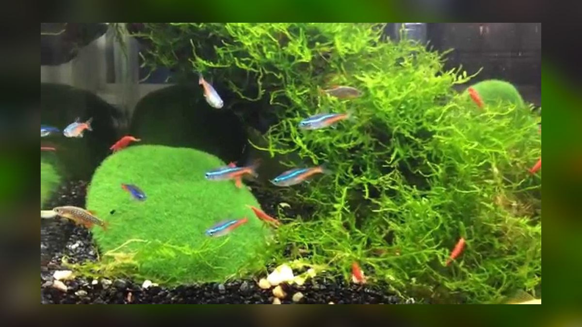 Can cherry shrimp and neon tetras thrive together in a 10-gallon tank — figure 3