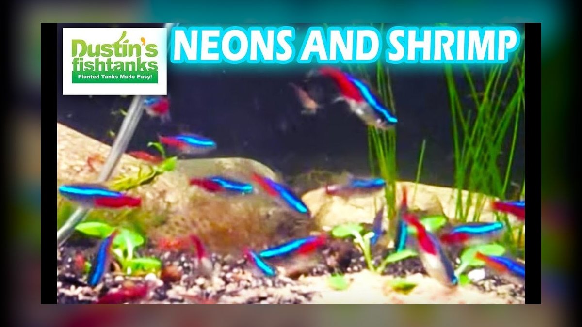 Can cherry shrimp and neon tetras thrive together in a 10-gallon tank — figure 4