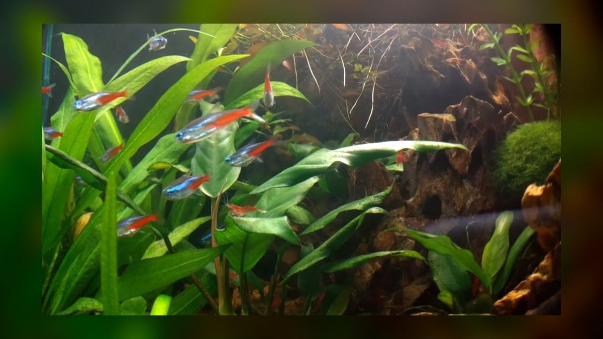 Can cherry shrimp and neon tetras thrive together in a 10-gallon tank — figure 5