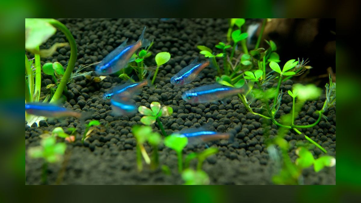Can cherry shrimp and neon tetras thrive together in a 10-gallon tank — figure 6