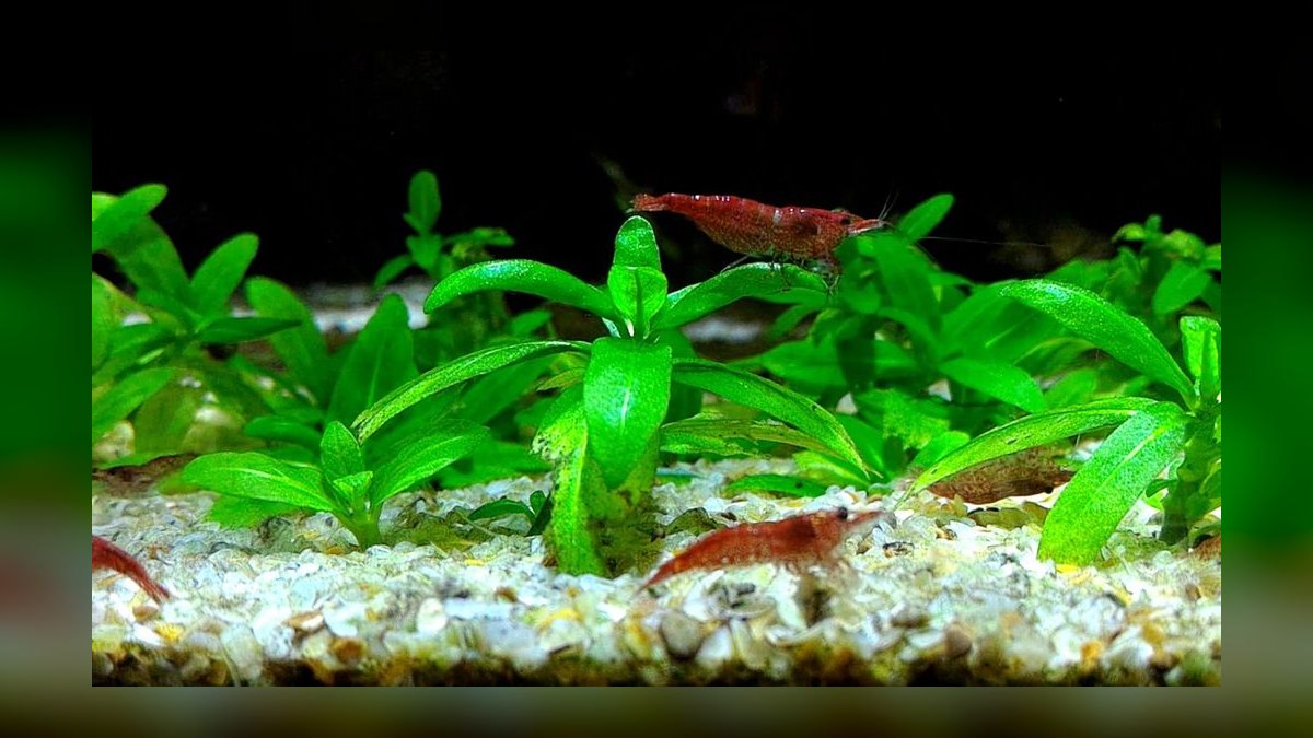 Can cherry shrimp and neon tetras thrive together in a 10-gallon tank — figure 7