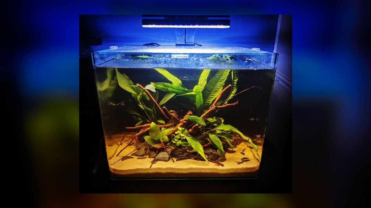 Can cherry shrimp and neon tetras thrive together in a 10-gallon tank — figure 8