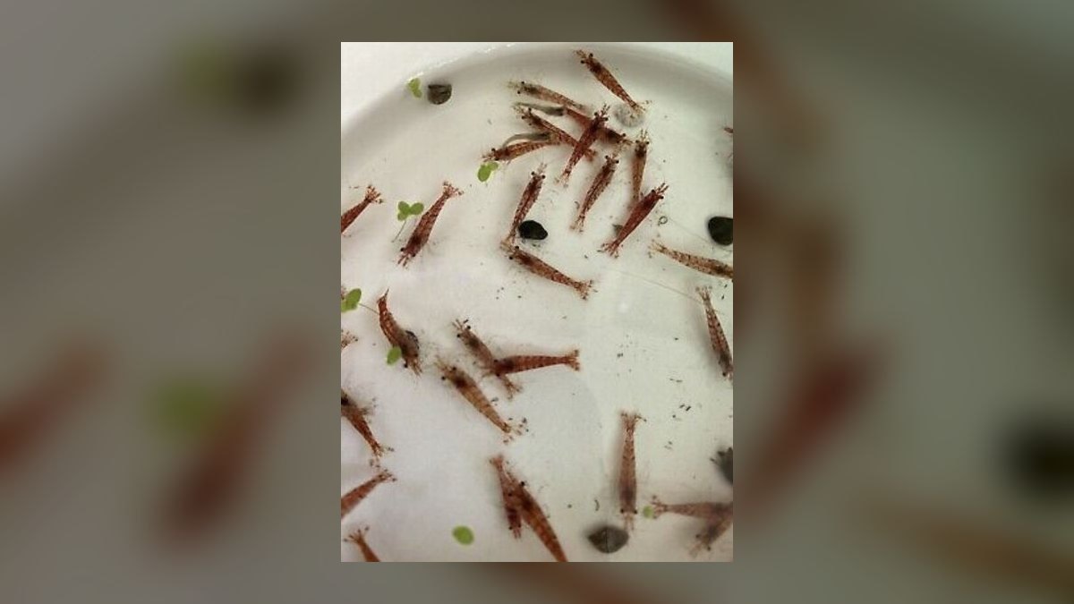 Can cherry shrimp and neon tetras thrive together in a 10-gallon tank?