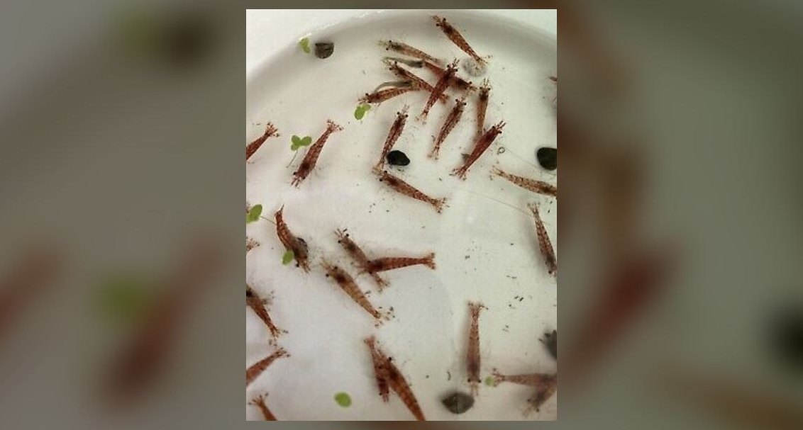 Can cherry shrimp and neon tetras thrive together in a 10-gallon tank?