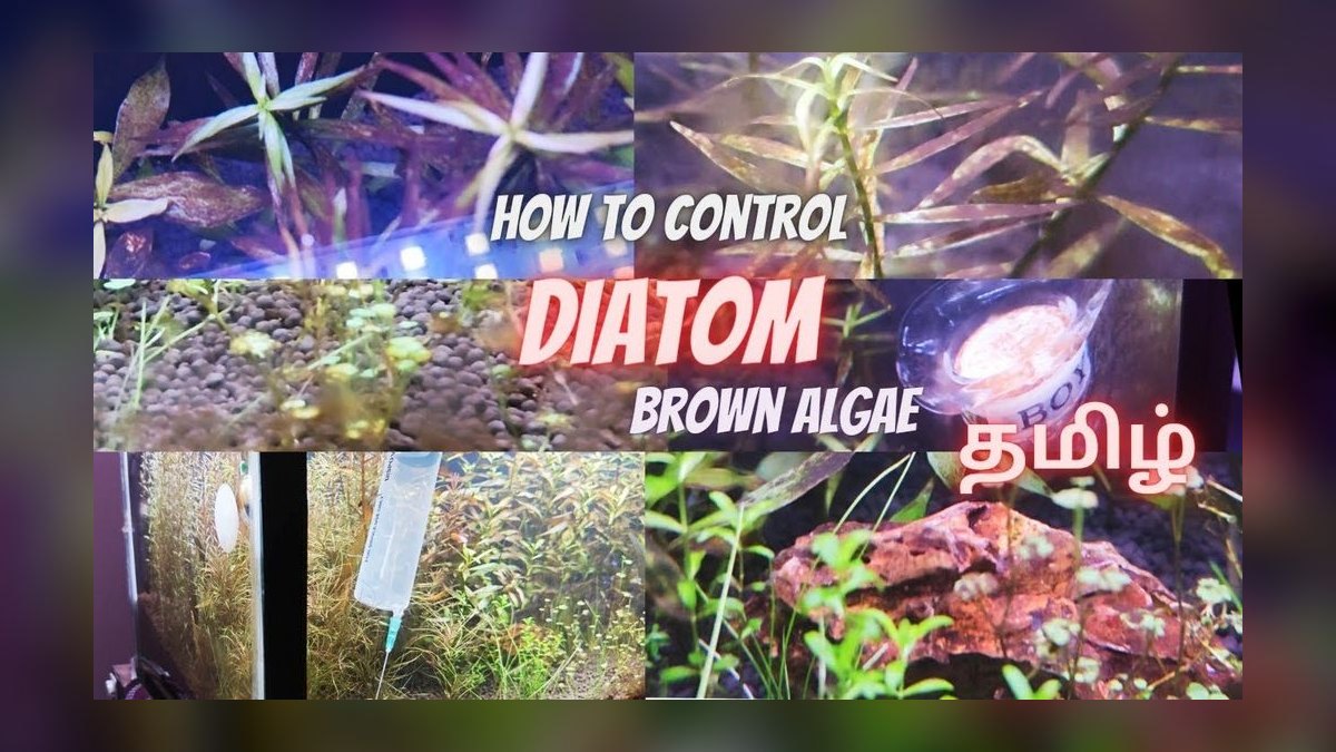 How do I remove brown diatom algae from aquarium glass without chemicals?