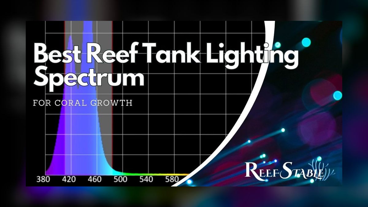 Best LED lighting schedule for low-light aquatic plants like Java moss — figure 2