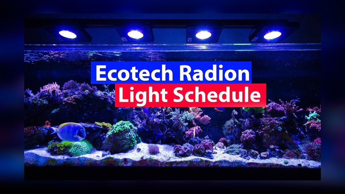Best LED lighting schedule for low-light aquatic plants like Java moss — figure 4