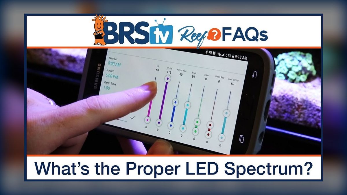 Best LED lighting schedule for low-light aquatic plants like Java moss?