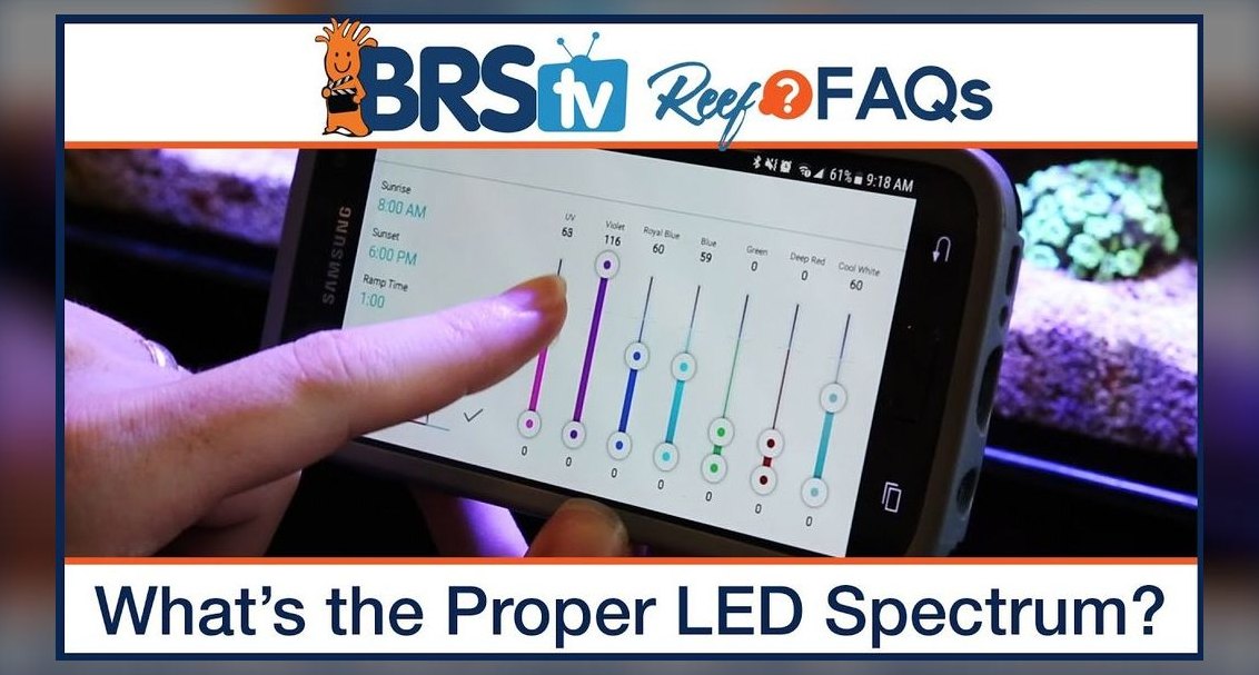 Best LED lighting schedule for low-light aquatic plants like Java moss?