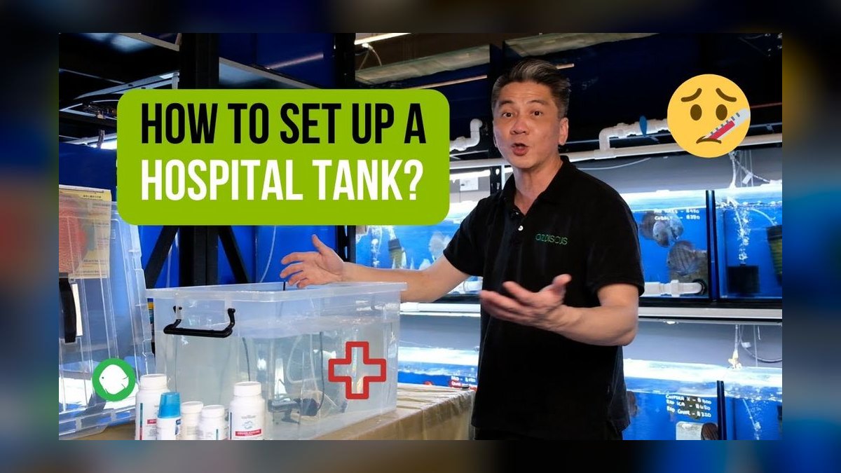 How to set up a hospital tank for fin rot without medicating the main display — figure 1