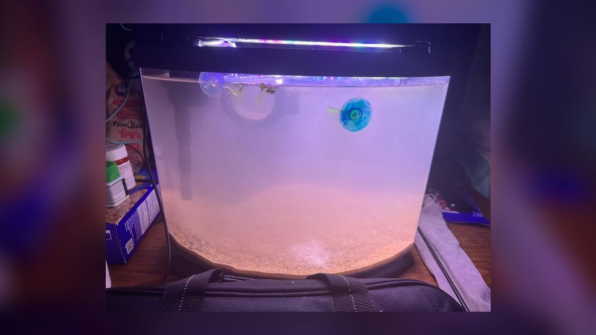 How to set up a hospital tank for fin rot without medicating the main display — figure 2