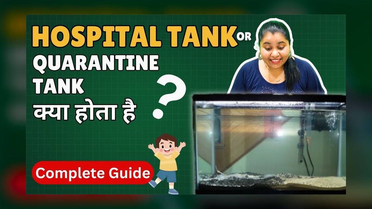 How to set up a hospital tank for fin rot without medicating the main display — figure 3