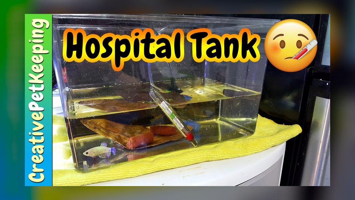 How to set up a hospital tank for fin rot without medicating the main display — figure 4