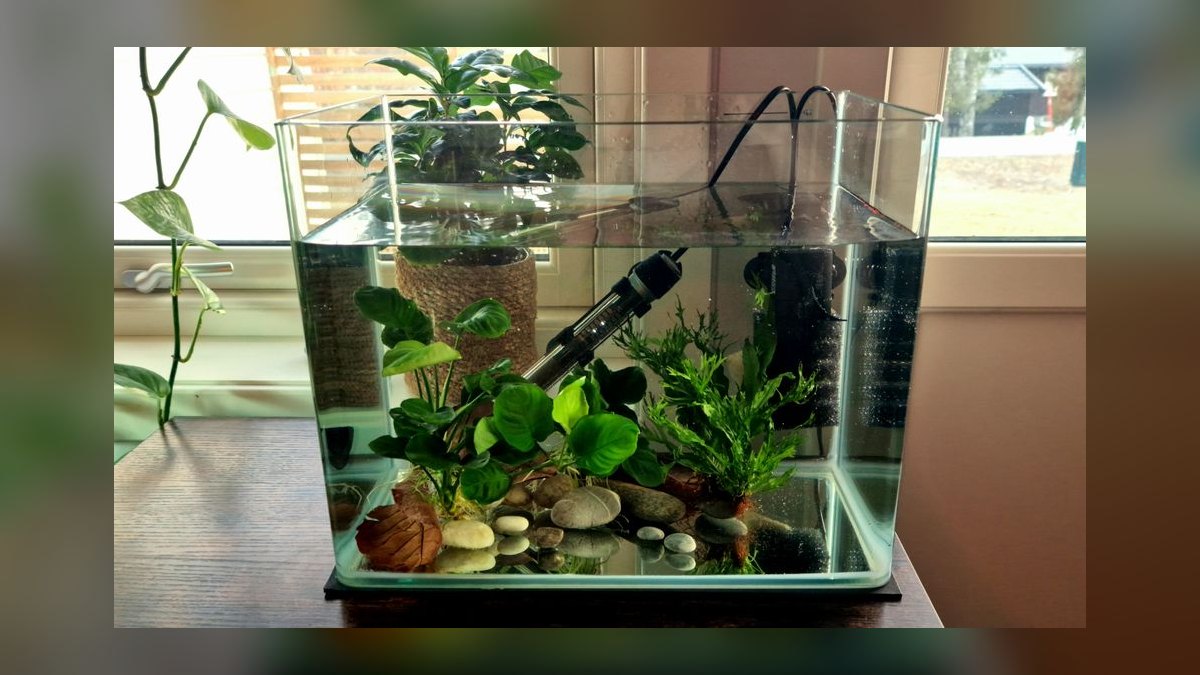 How to set up a hospital tank for fin rot without medicating the main display — figure 5