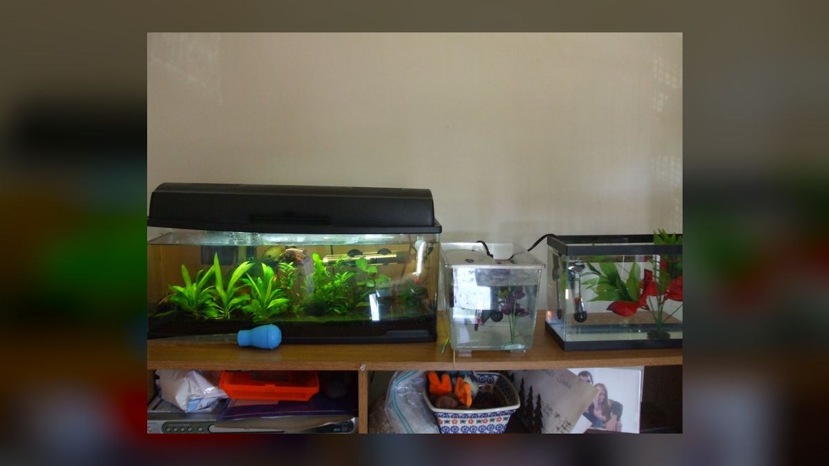 How to set up a hospital tank for fin rot without medicating the main display — figure 8