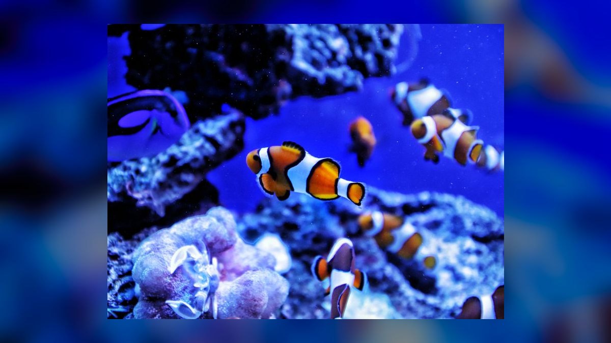How to acclimate saltwater fish from the LFS without drip acclimation — figure 1