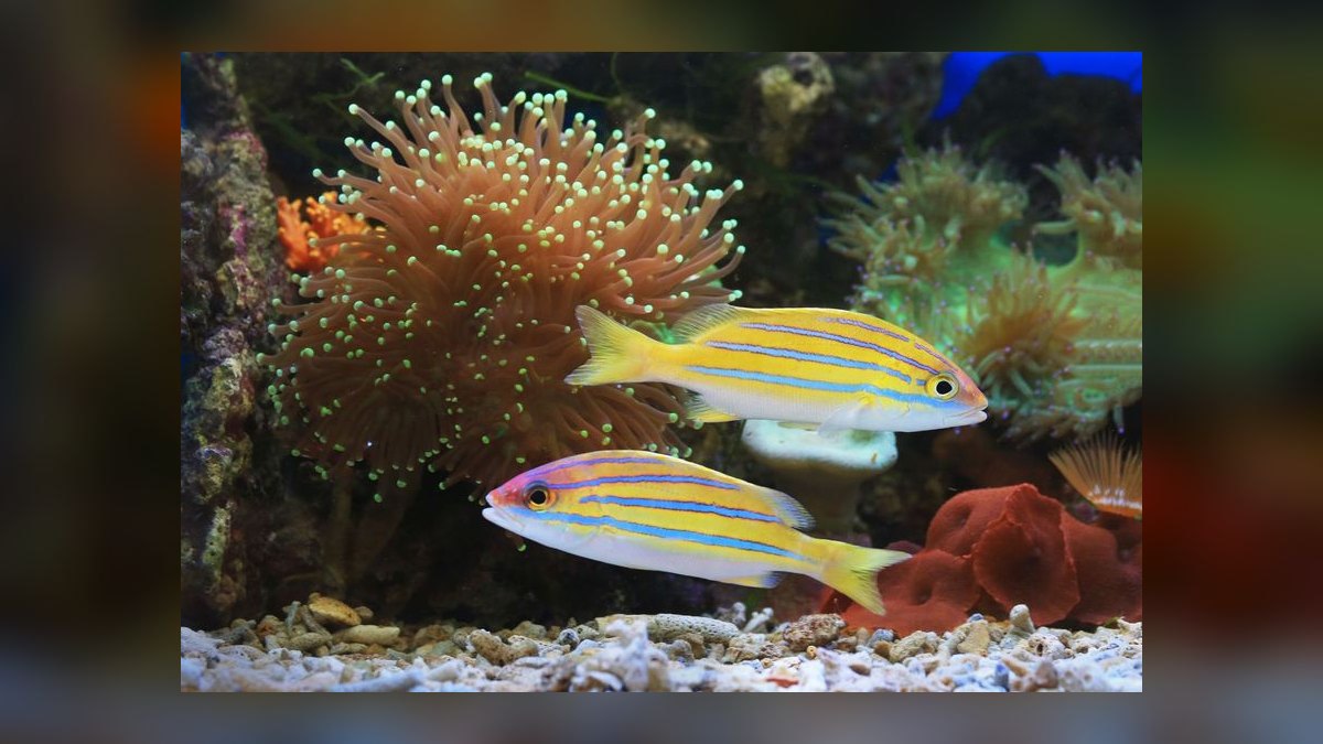 How to acclimate saltwater fish from the LFS without drip acclimation — figure 2
