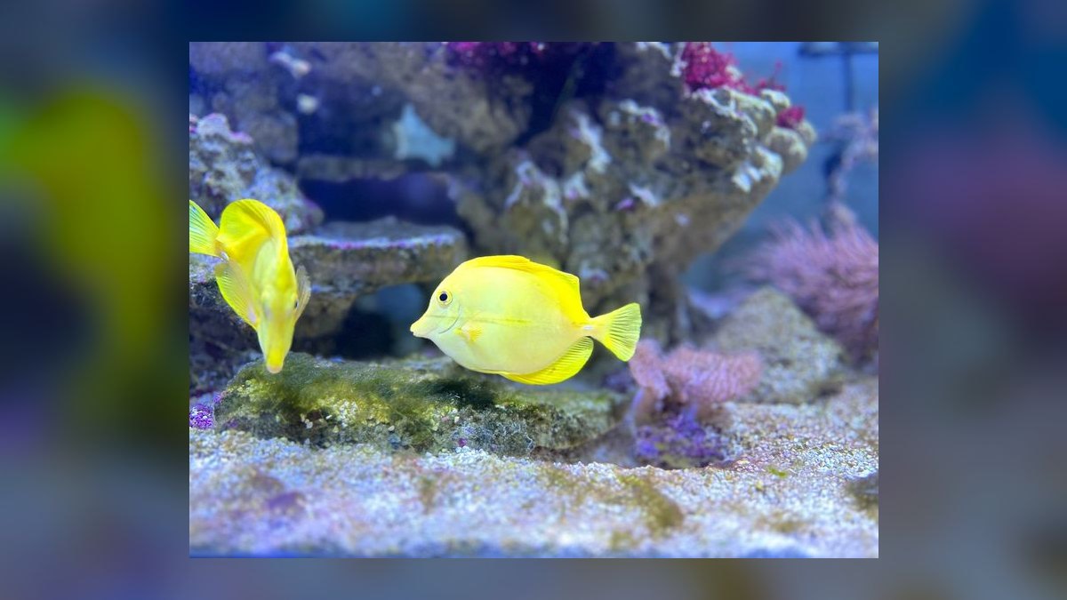 How to acclimate saltwater fish from the LFS without drip acclimation — figure 3