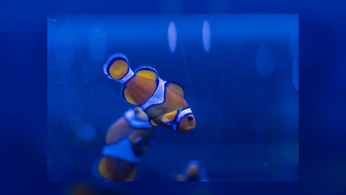 How to acclimate saltwater fish from the LFS without drip acclimation — figure 4
