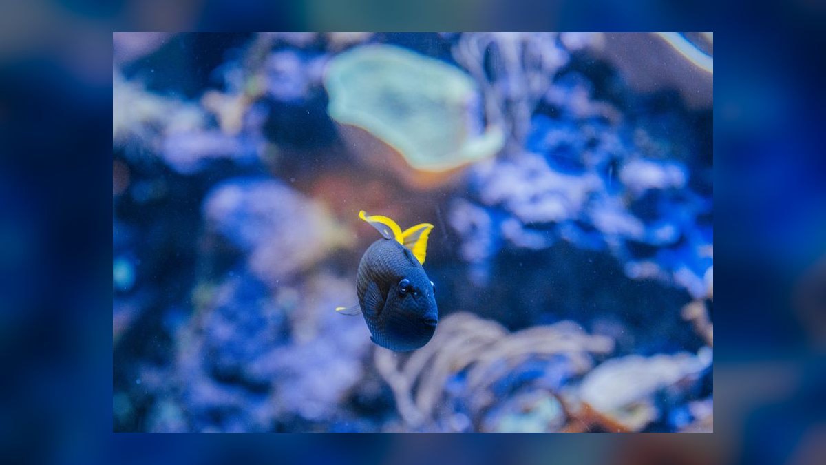 How to acclimate saltwater fish from the LFS without drip acclimation — figure 5