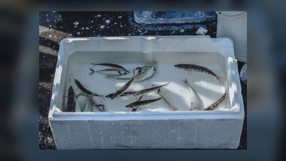 How to acclimate saltwater fish from the LFS without drip acclimation — figure 6