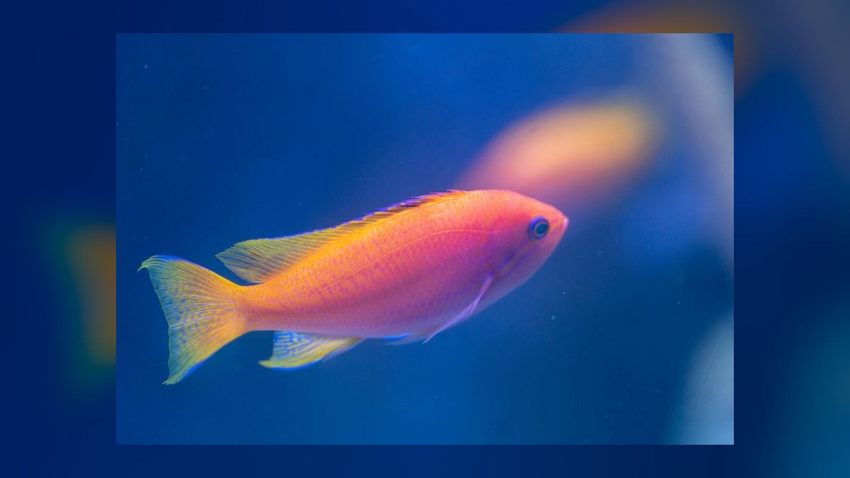 How to acclimate saltwater fish from the LFS without drip acclimation — figure 7