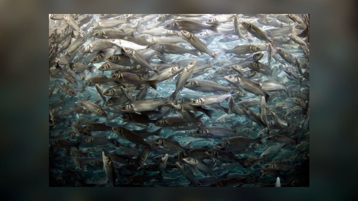 How to acclimate saltwater fish from the LFS without drip acclimation — figure 9