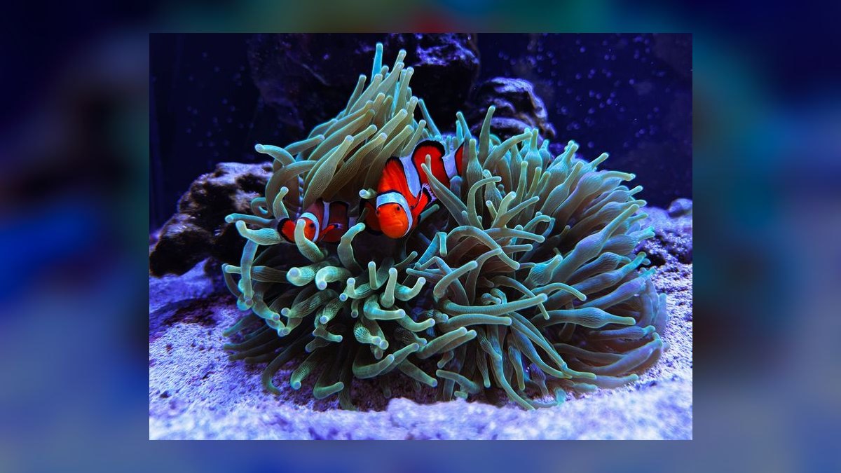 How to acclimate saltwater fish from the LFS without drip acclimation?
