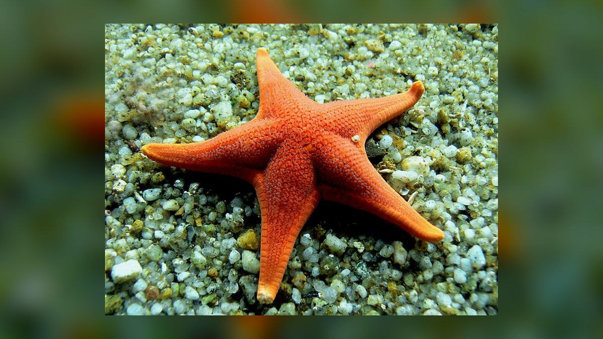 Best small, low-maintenance fish for a 5-gallon desk tank — figure 4