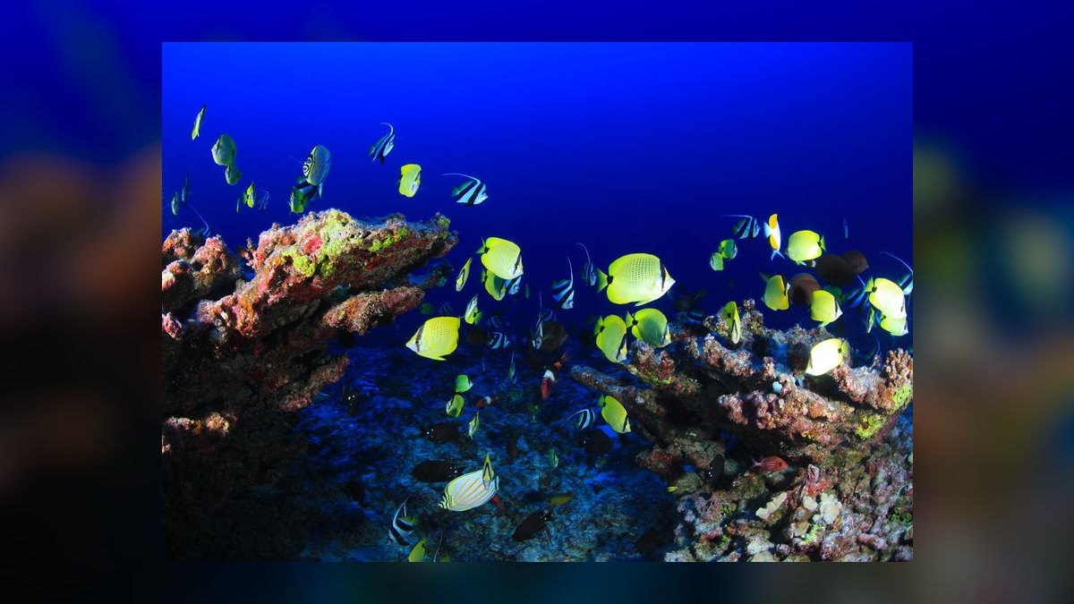 Best small, low-maintenance fish for a 5-gallon desk tank — figure 7