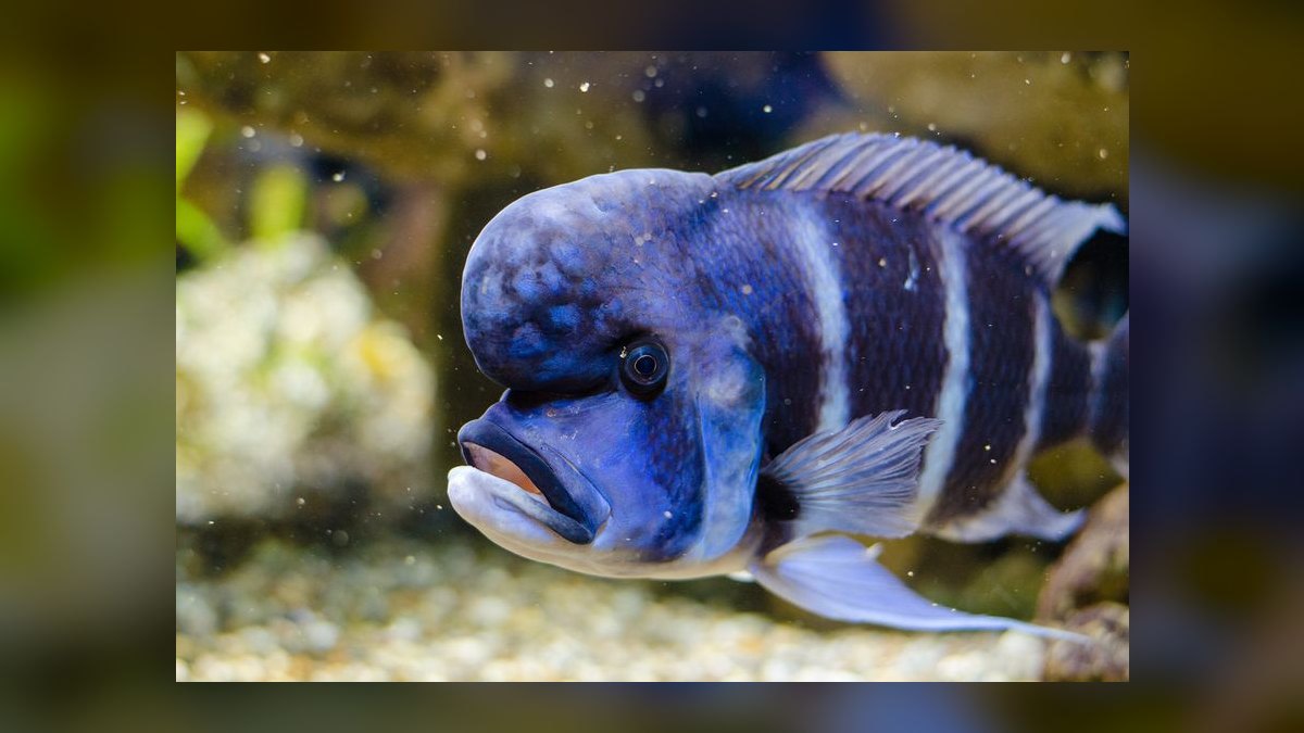 Best small, low-maintenance fish for a 5-gallon desk tank — figure 8