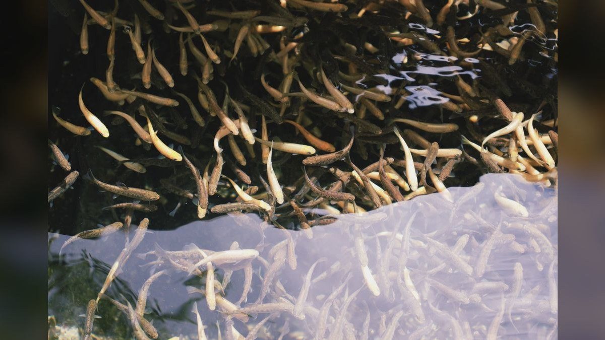 Best small, low-maintenance fish for a 5-gallon desk tank?