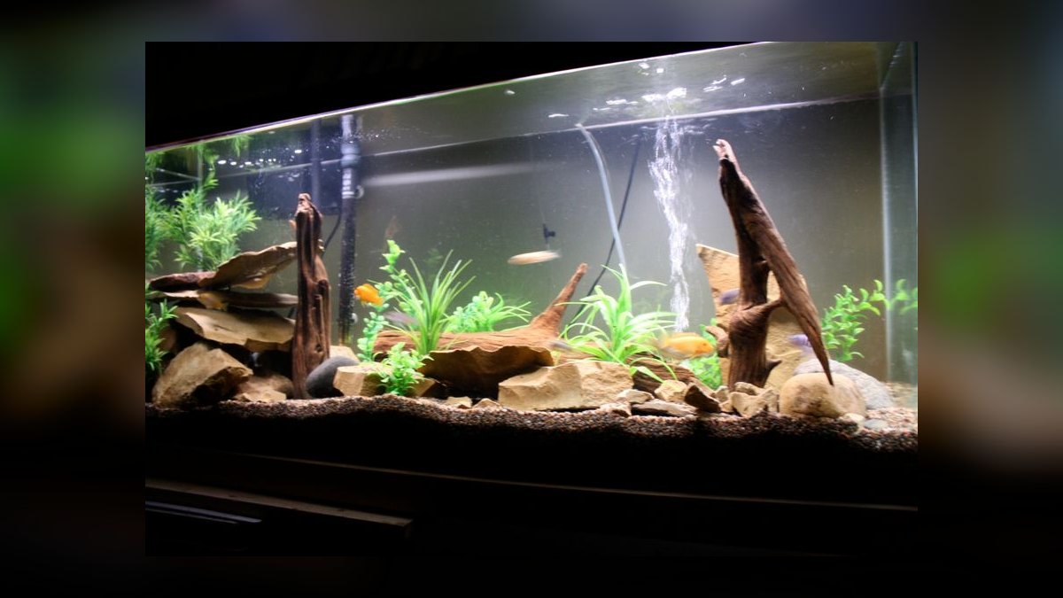 Best small, low-maintenance fish for a 5-gallon desk tank?