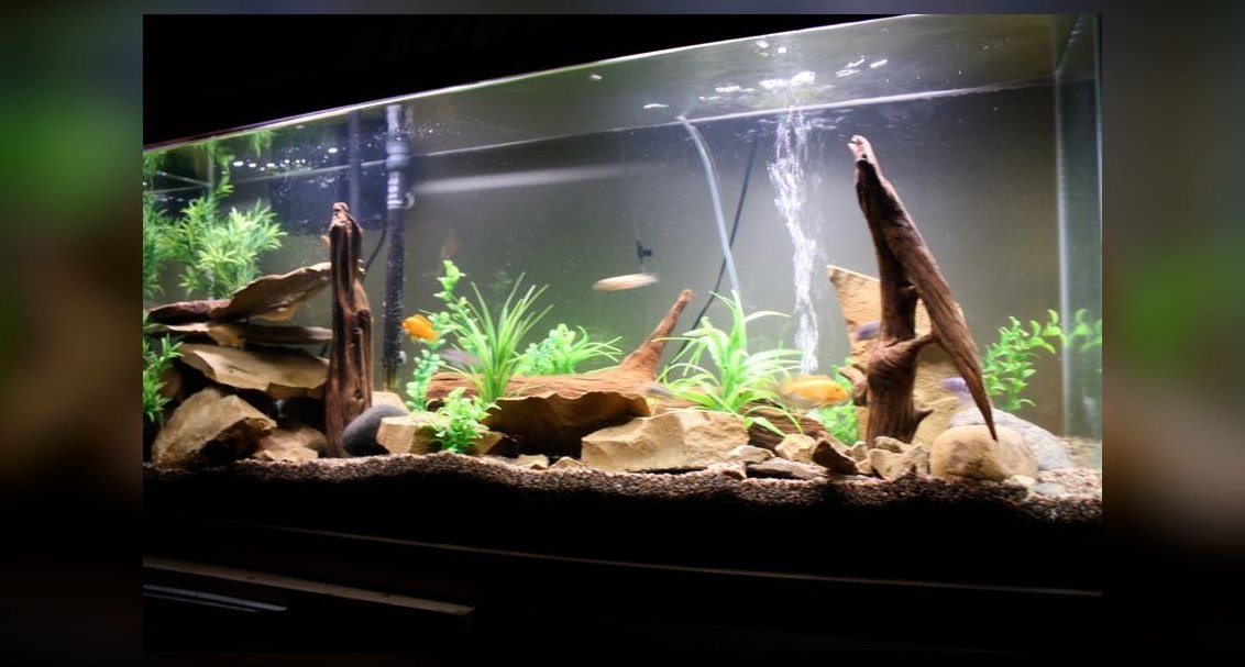 Best small, low-maintenance fish for a 5-gallon desk tank?