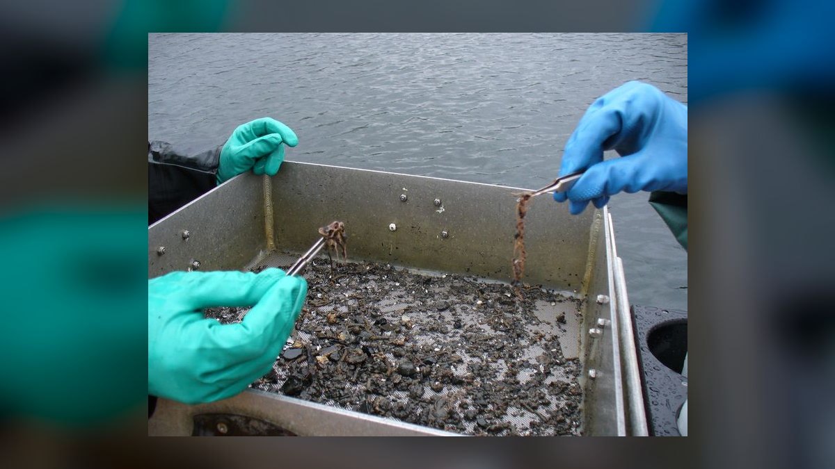 How to treat ich in a planted tank without harming invertebrates — figure 9