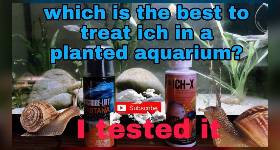 How to treat ich in a planted tank without harming invertebrates?