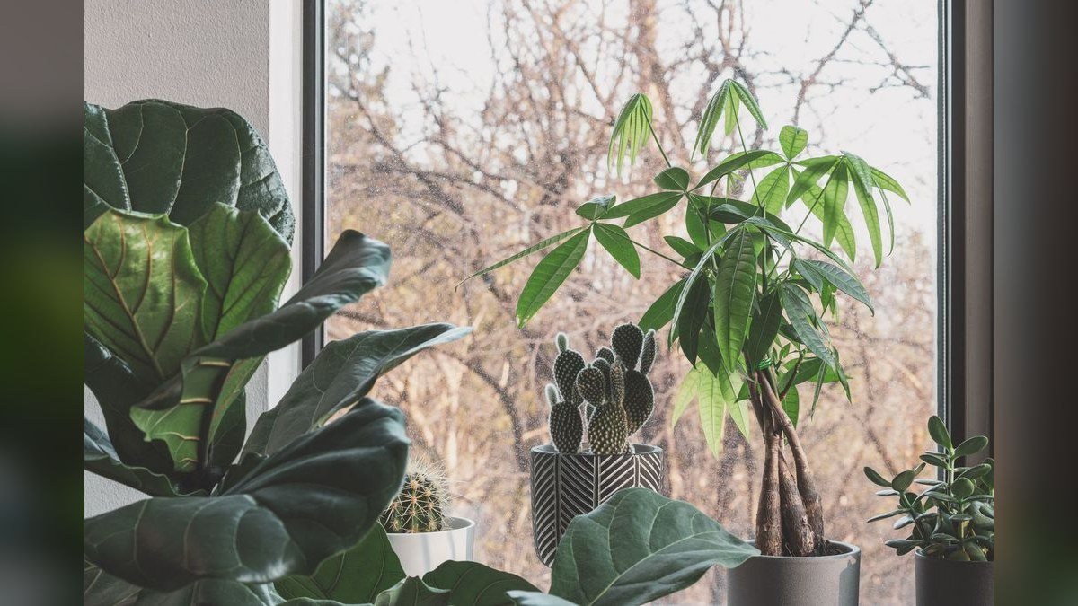 Best way to quarantine new plants to avoid snail infestation?