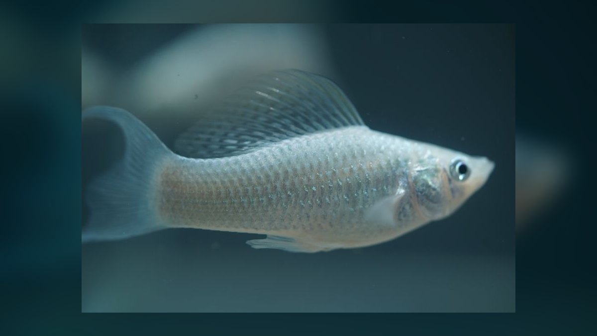 Top 10 Mistakes to Avoid When Setting Up a Freshwater Aquarium in 2027 — figure 9