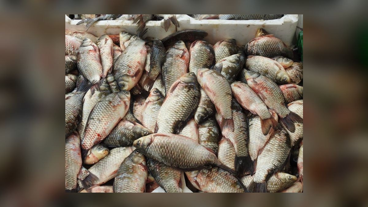 How do I treat fin rot in freshwater fish without medication — figure 10